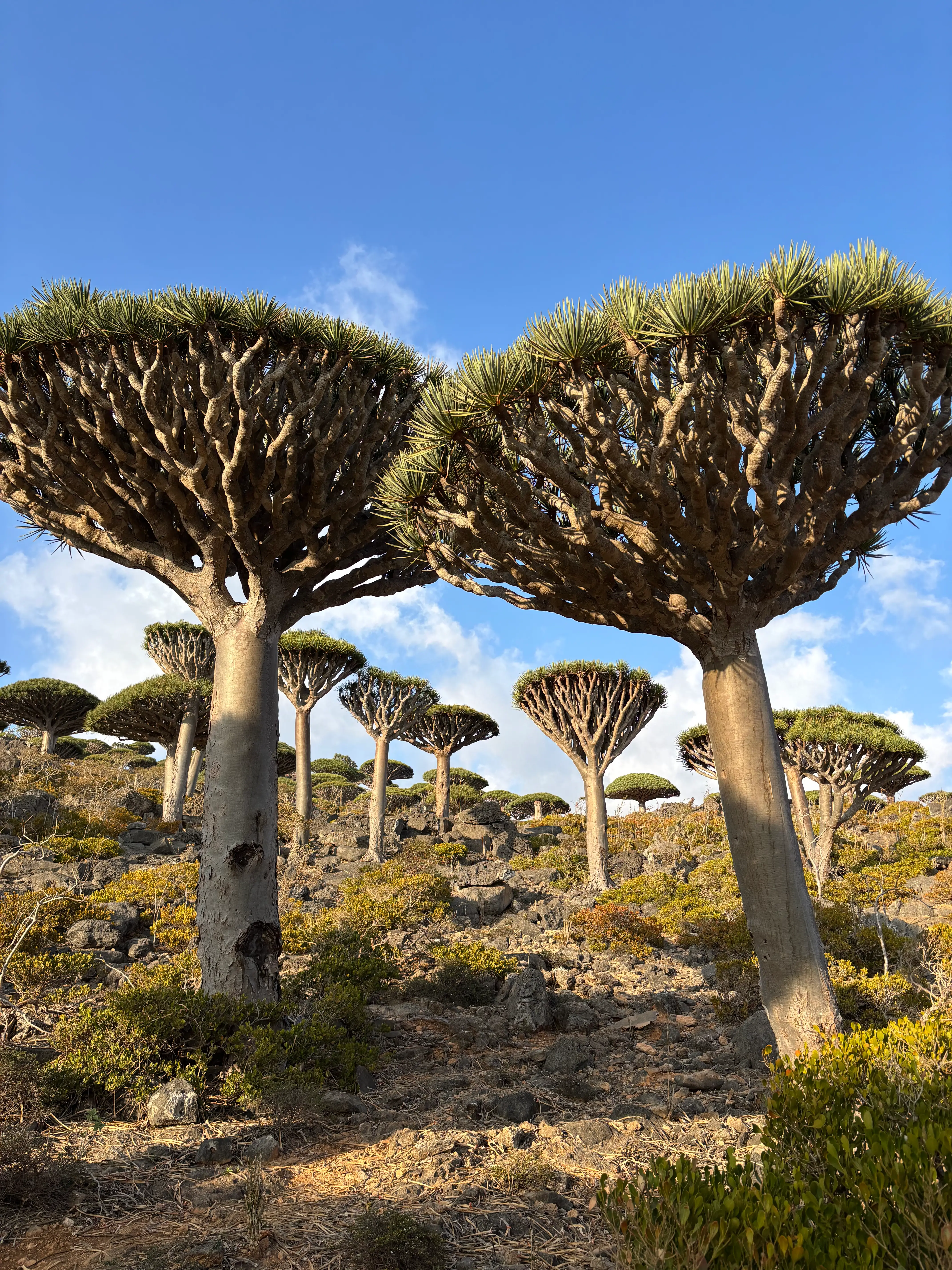 Socotra Luxury Tours guests
