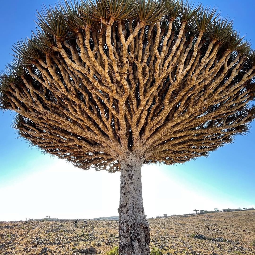 Socotra Luxury Tours Travel Team in Socotra Island