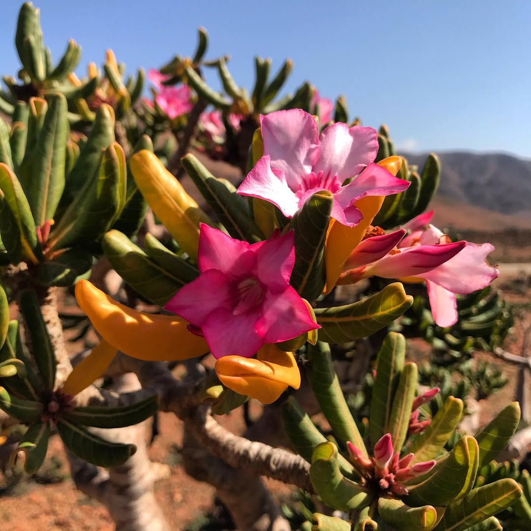 Socotra route